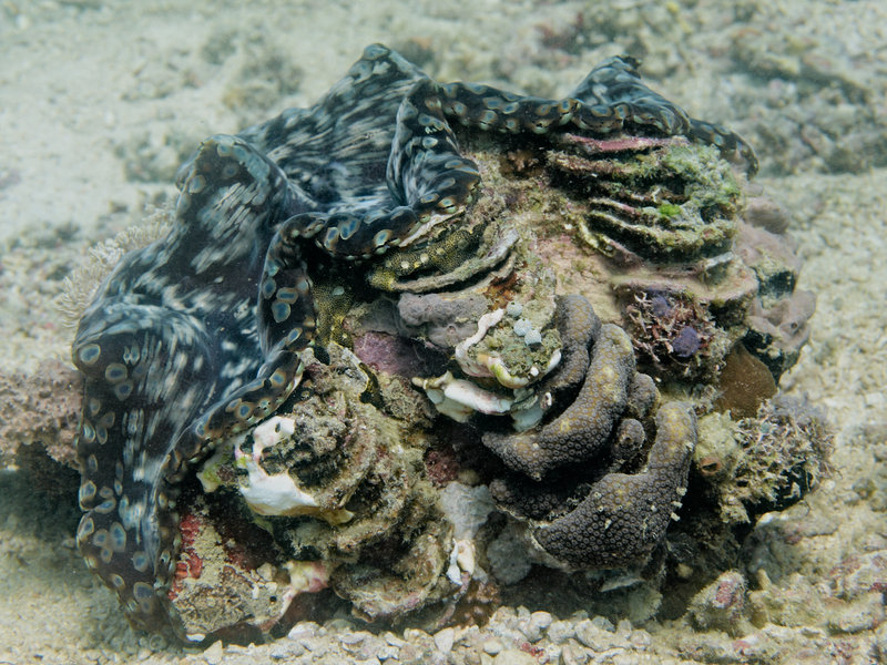 Giant Clam, The Hill